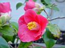 camellia jap tortuosa.JPG